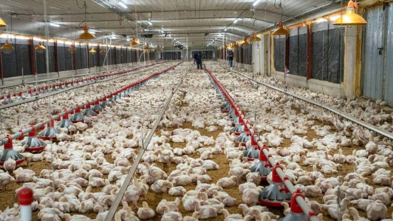 Sector avícola saluda exoneración del pago del anticipo al agro